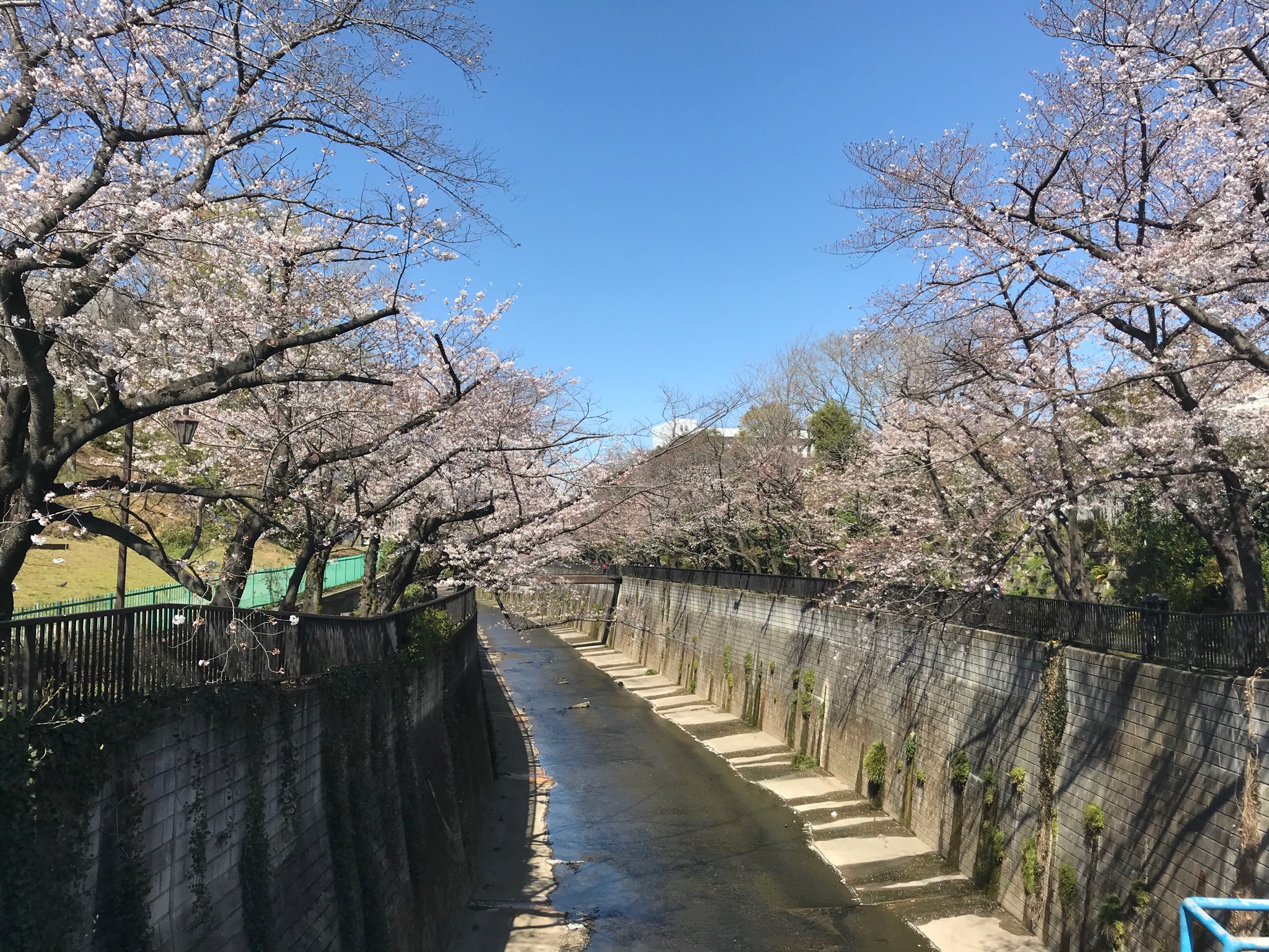 【番外編・板橋散歩】板橋近辺で桜を満喫するなら、石神井川で決まりっしょ!|イタバシュラン